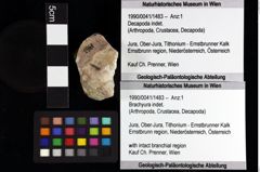 Foto (Objket + Etiketten) von Coelopus sp. 